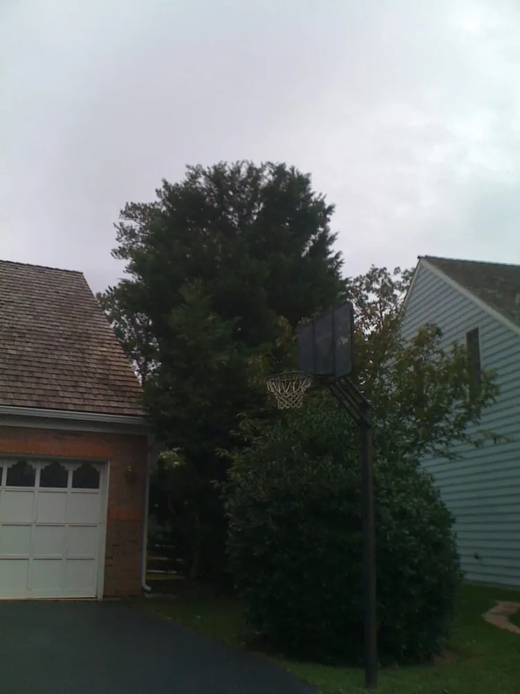 Trusted landscape design in Fairfax, VA by Georgetown Fine Pruning and Tree Care