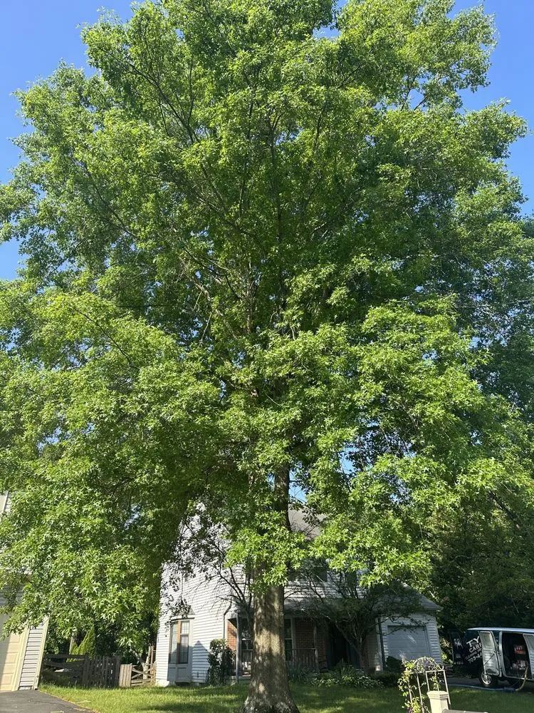 Top-rated yard cleanup service for beautiful yards in Fairfax, VA by Georgetown Fine Pruning and Tree Care