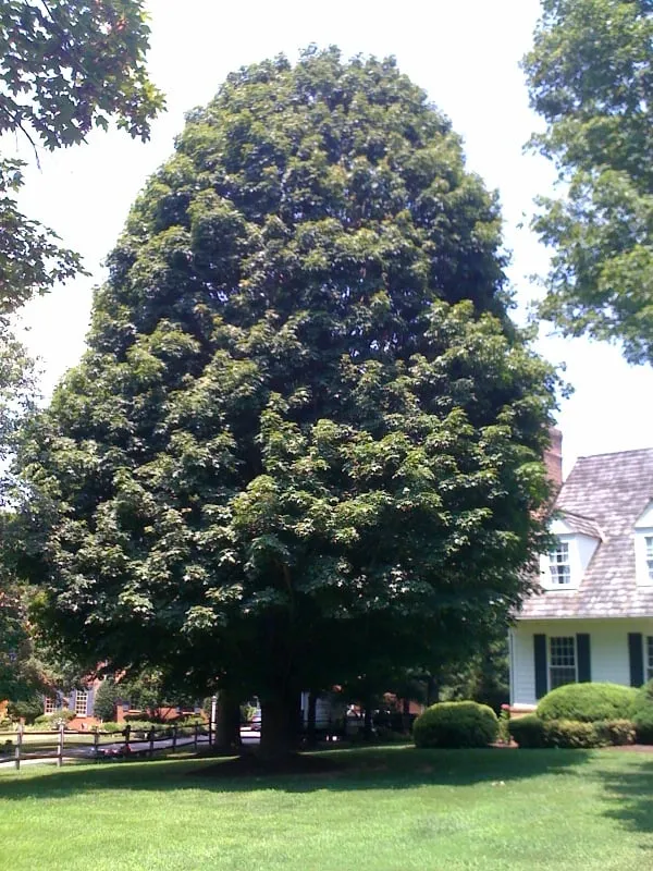 Affordable yard cleanup service in Fairfax, VA by Georgetown Fine Pruning and Tree Care
