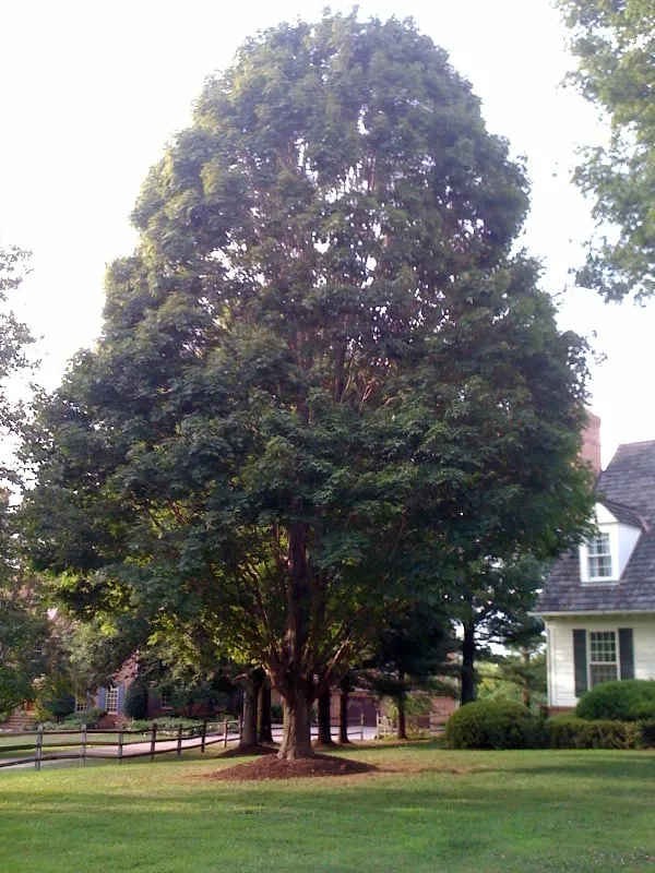 Affordable landscape installation in Fairfax, VA - Georgetown Fine Pruning and Tree Care