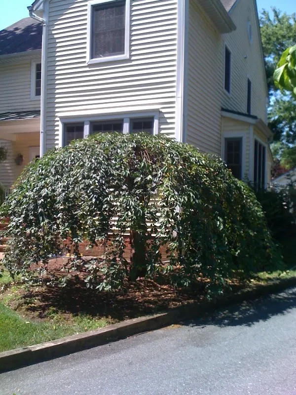 Reliable landscape design in Fairfax, VA by Georgetown Fine Pruning and Tree Care