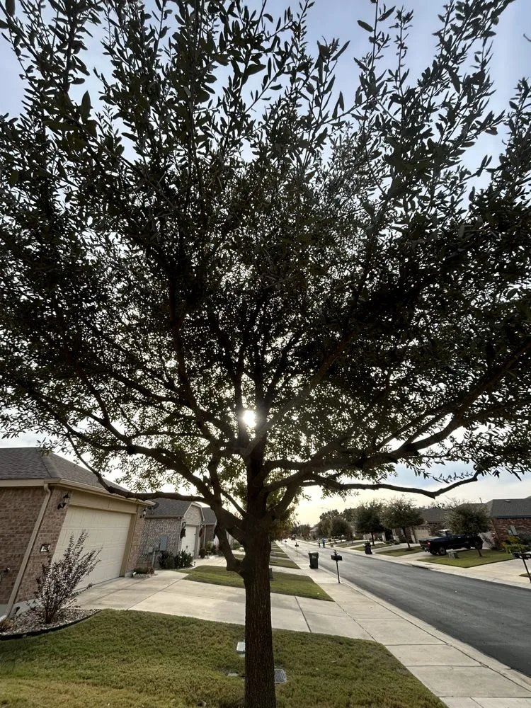 Professional landscape design in Hutto, TX by Georgetown Tree Service