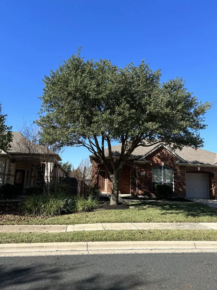 Professional yard cleanup service for residential properties in Hutto, TX by Georgetown Tree Service