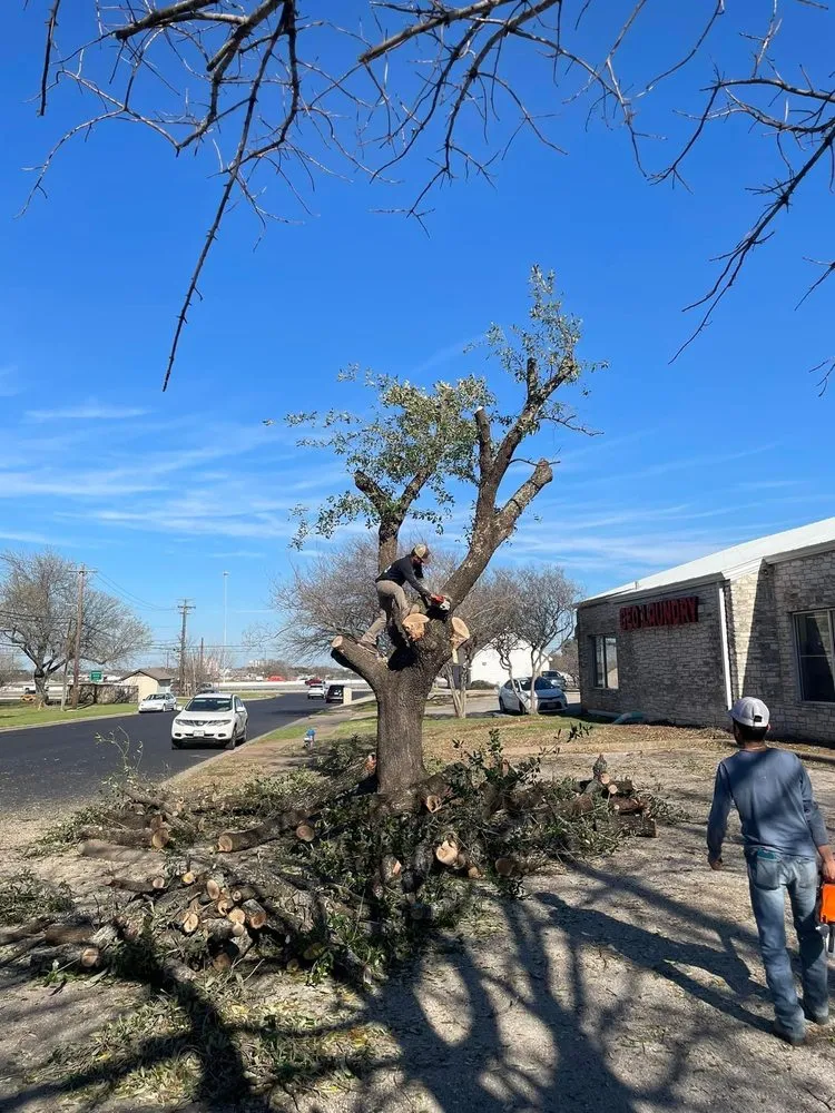 Expert yard maintenance for beautiful yards in Hutto, TX by Georgetown Tree Service
