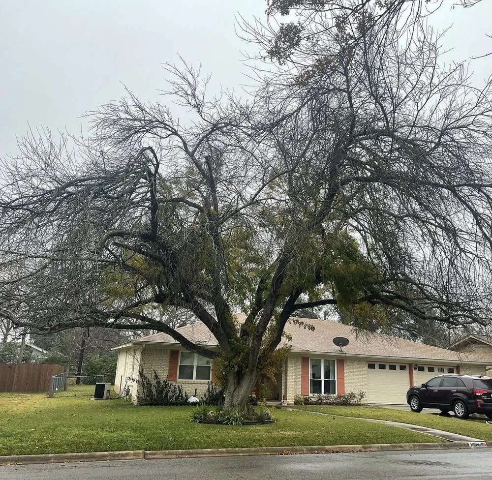 Reliable yard maintenance experts serving Hutto, TX - Georgetown Tree Service