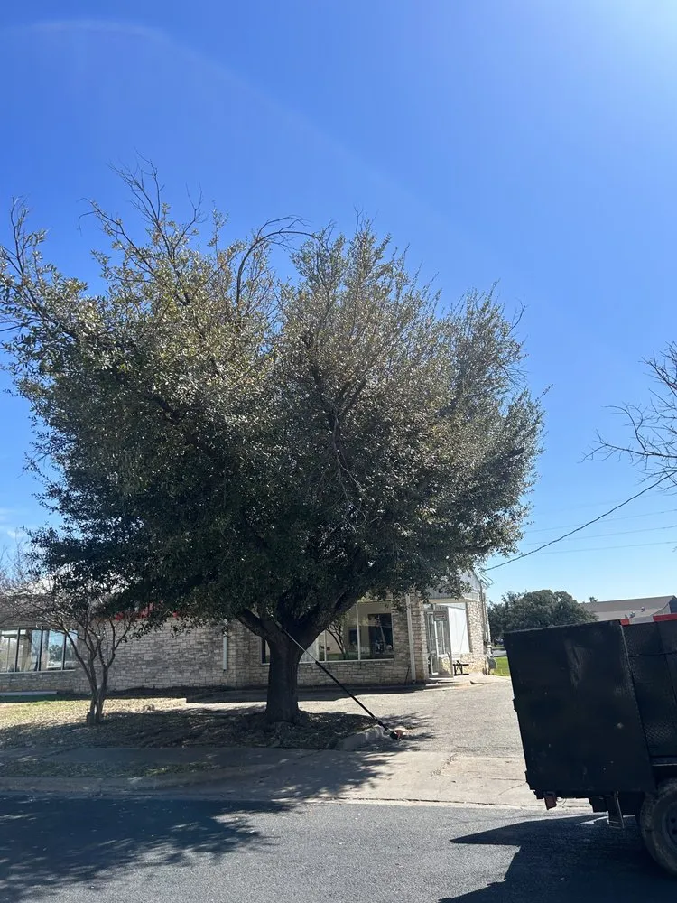 Expert yard cleanup service near you in Hutto, TX by Georgetown Tree Service