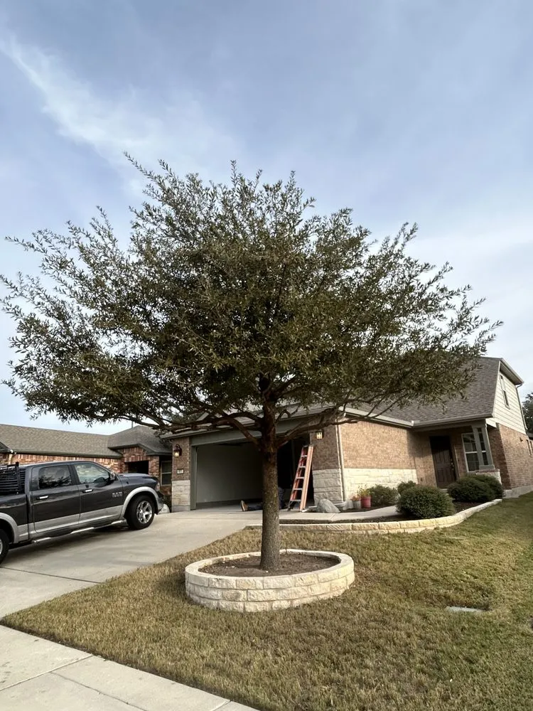 Trusted yard maintenance in Hutto, TX - Georgetown Tree Service