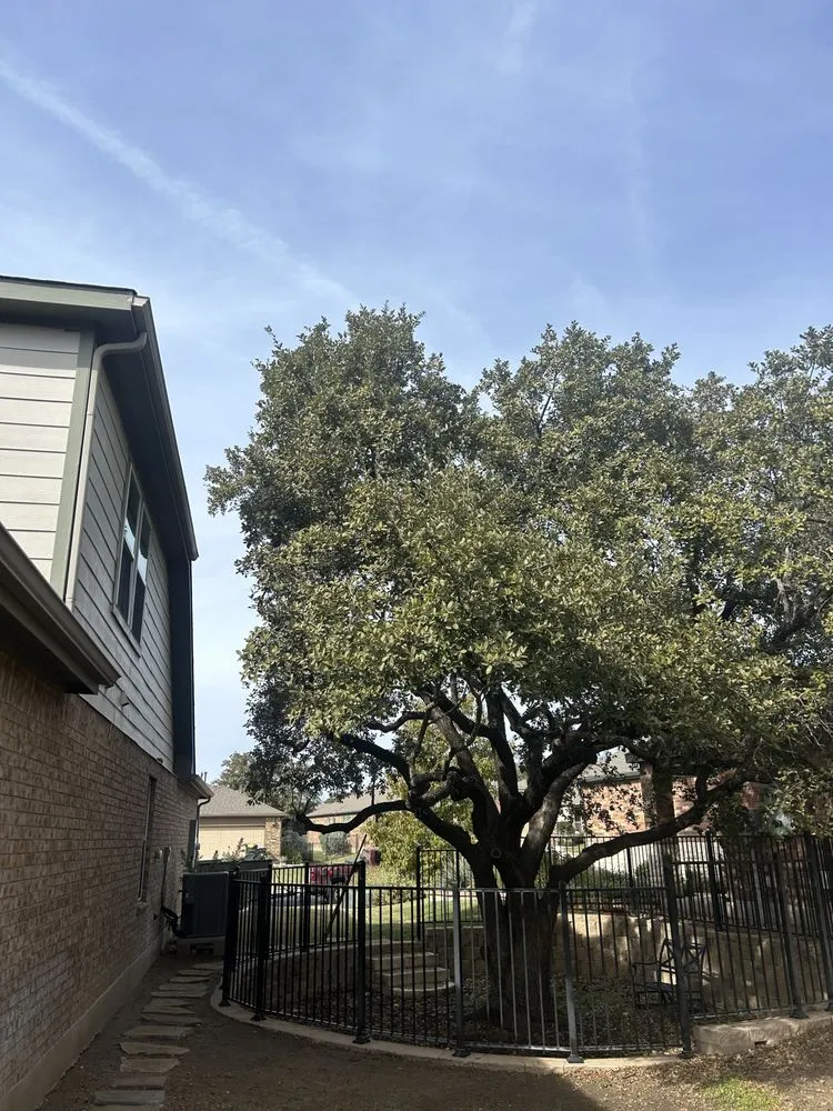 Top-rated yard cleanup service in Hutto, TX by Georgetown Tree Service