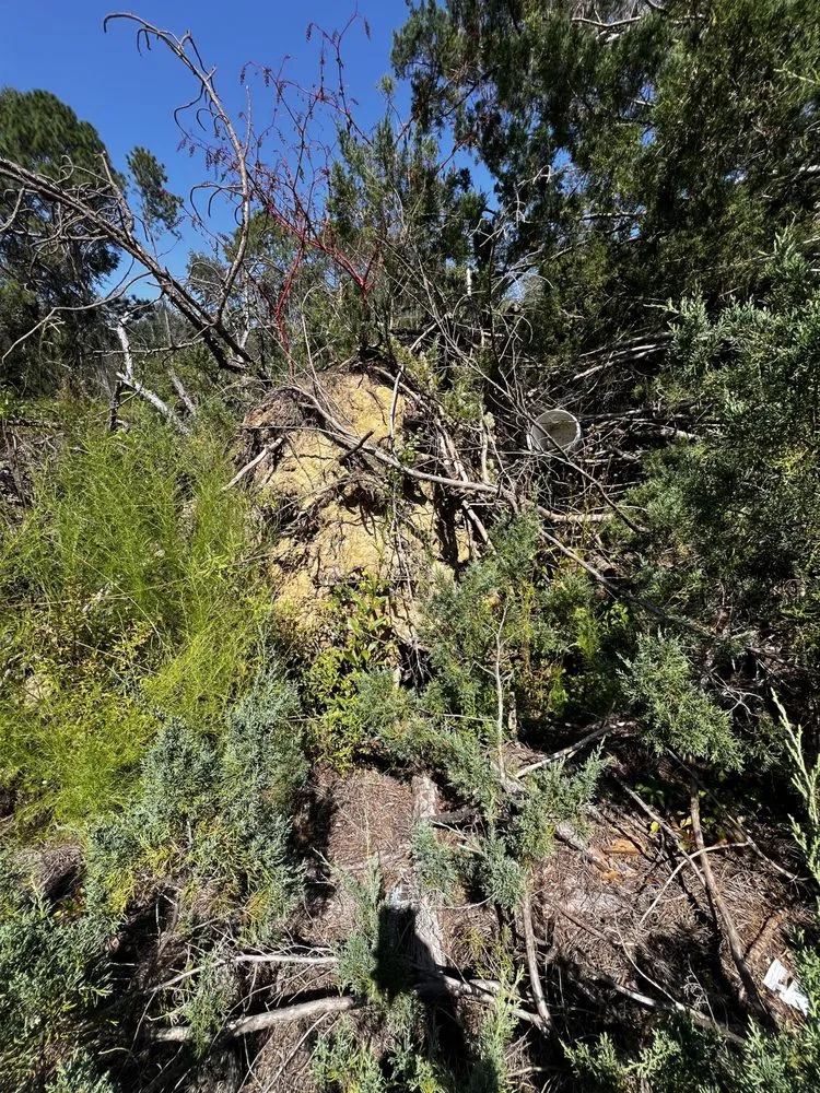 Custom yard cleanup service in Mount Vernon, GA - Georgia Bro’s