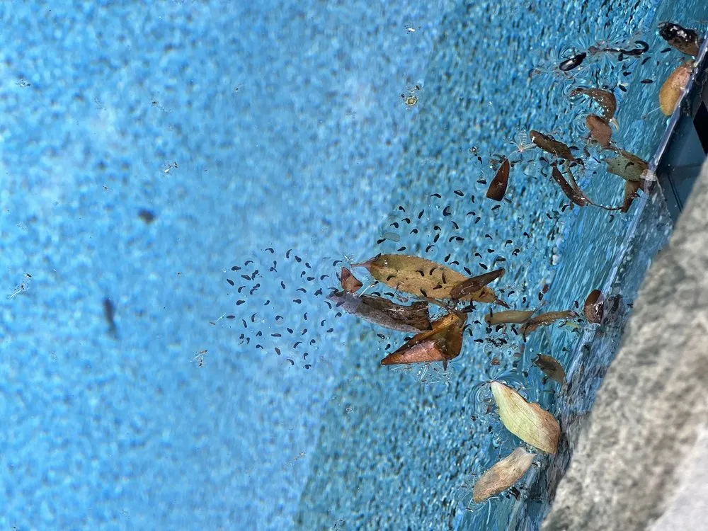 Top-rated lawn mowing service near you across Milton, GA - Georgia Classic Pool