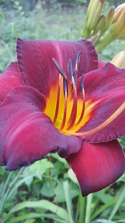 Custom garden landscaping in Cartersville, GA by Georgia Environmental Landscape Mangement