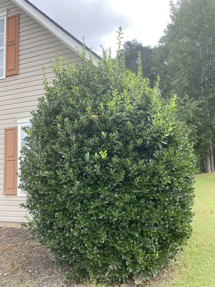 Affordable residential landscaping for beautiful yards across Lawrenceville, GA - Georgia Grounds Management