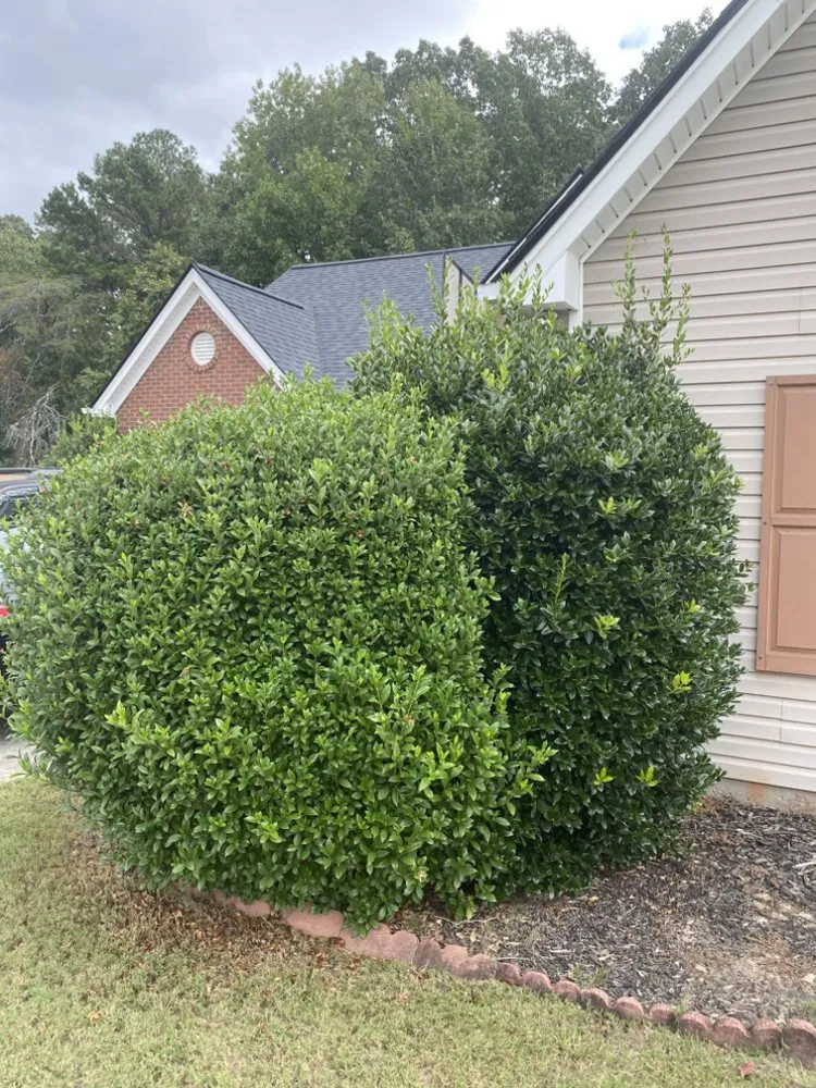 Trusted landscaping services for year-round maintenance in Lawrenceville, GA by Georgia Grounds Management