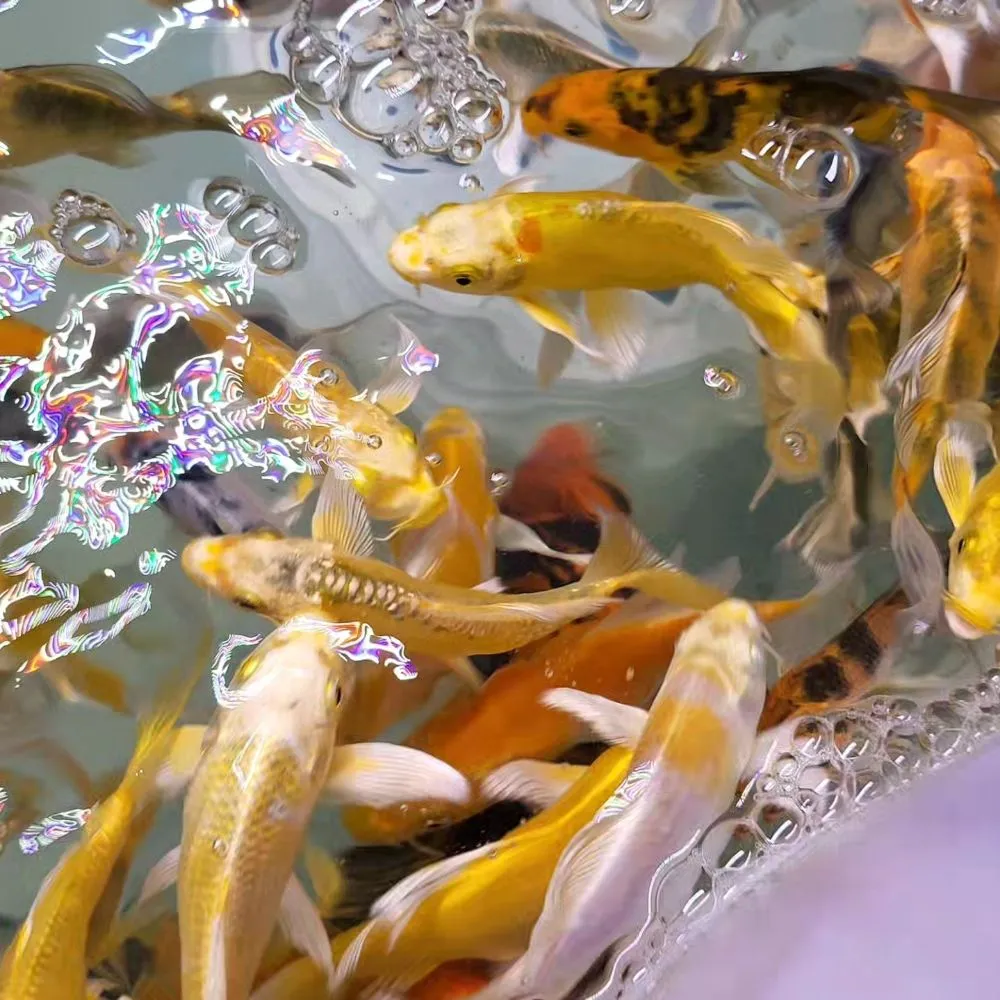 Top-rated lawn mowing service in Cumming, GA by Georgia Koi & Pond