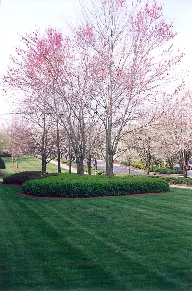 Local lawn care service for homes across Suwanee, GA - Georgia Lawngrowers