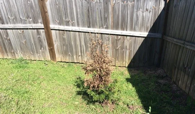 Affordable lawn care service in Elko, GA - Georgia Roots Outdoor Living
