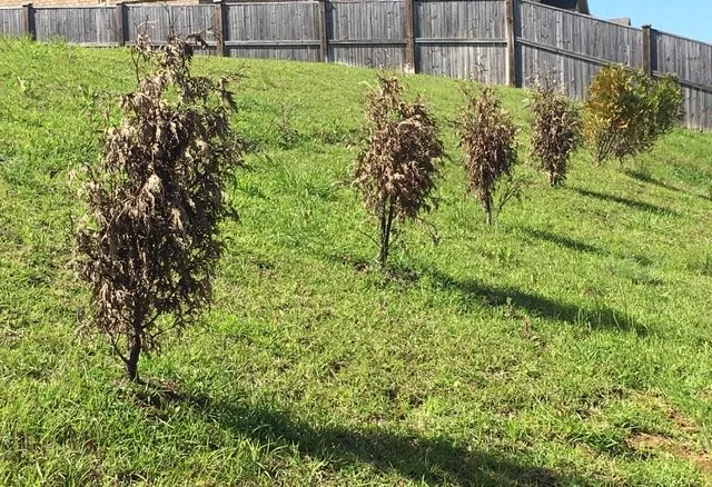 Professional residential landscaping in Elko, GA - Georgia Roots Outdoor Living