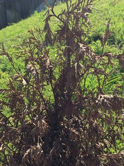 Custom yard maintenance in Elko, GA - Georgia Roots Outdoor Living