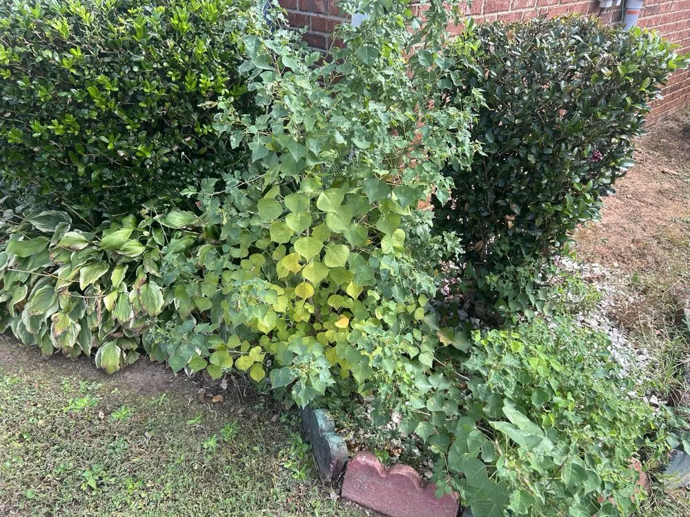 Professional outdoor landscaping in Milner, GA - Georgia Superior Lawns