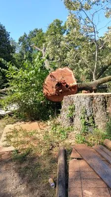 Georgia Tree & Landscaping