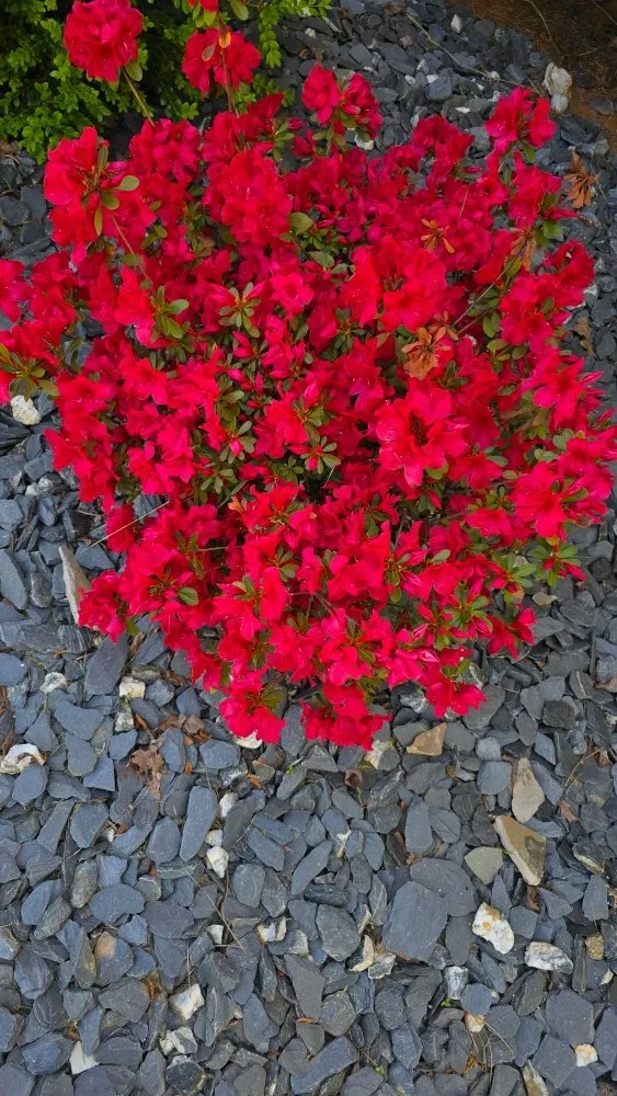 Reliable lawn mowing service for residential properties in Ball Ground, GA by Georgia Turf Creations