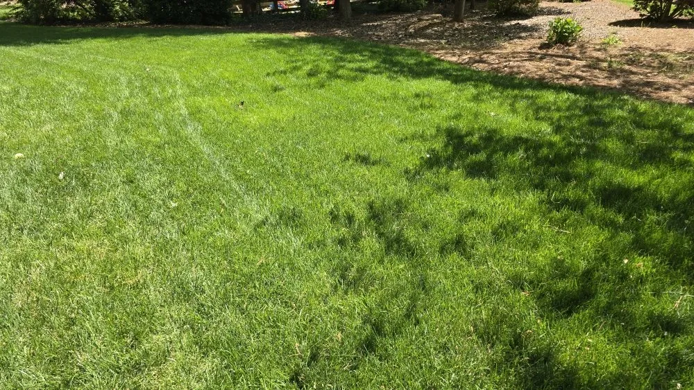 Reliable lawn care service in Ball Ground, GA by Georgia Turf Creations