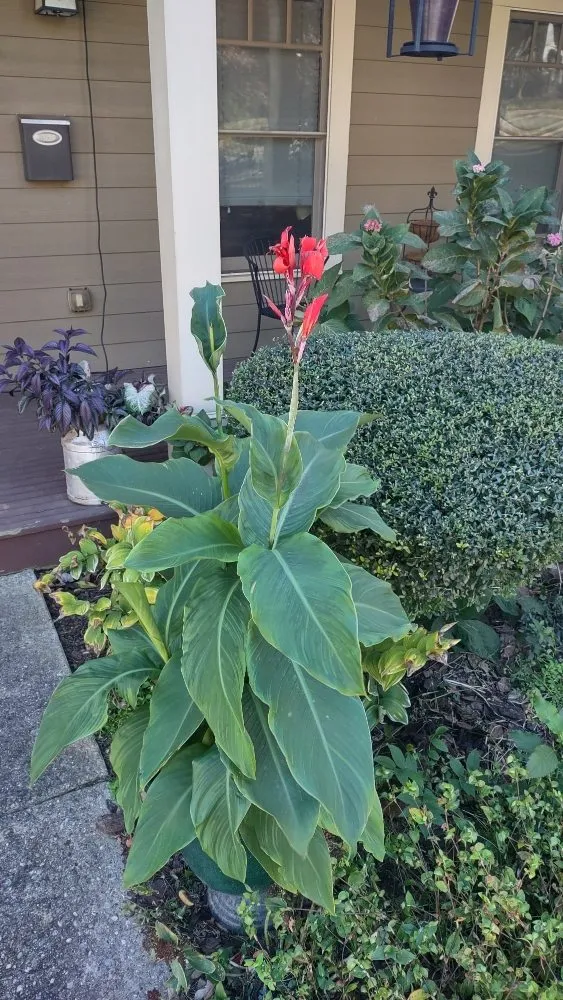 Custom lawn mowing service for year-round maintenance across Marietta, GA - Georgia Urban Landscapes