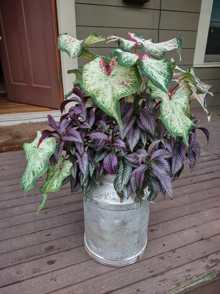 Top-rated lawn care service near you across Marietta, GA - Georgia Urban Landscapes