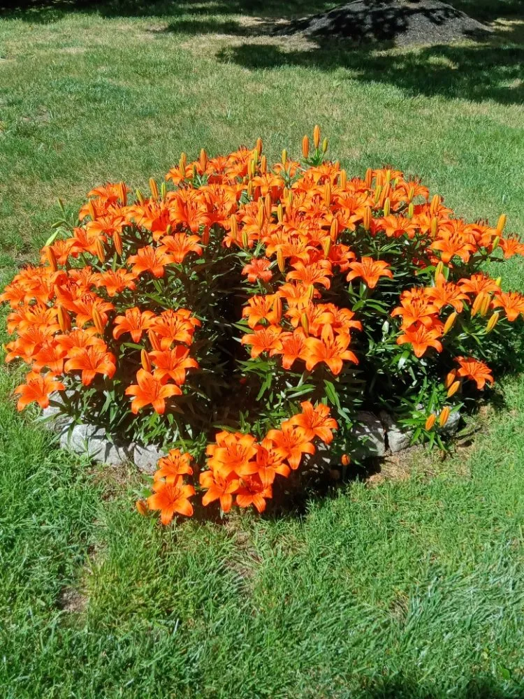 Trusted yard maintenance in Waterford Works, NJ by Georgianna's Gardening