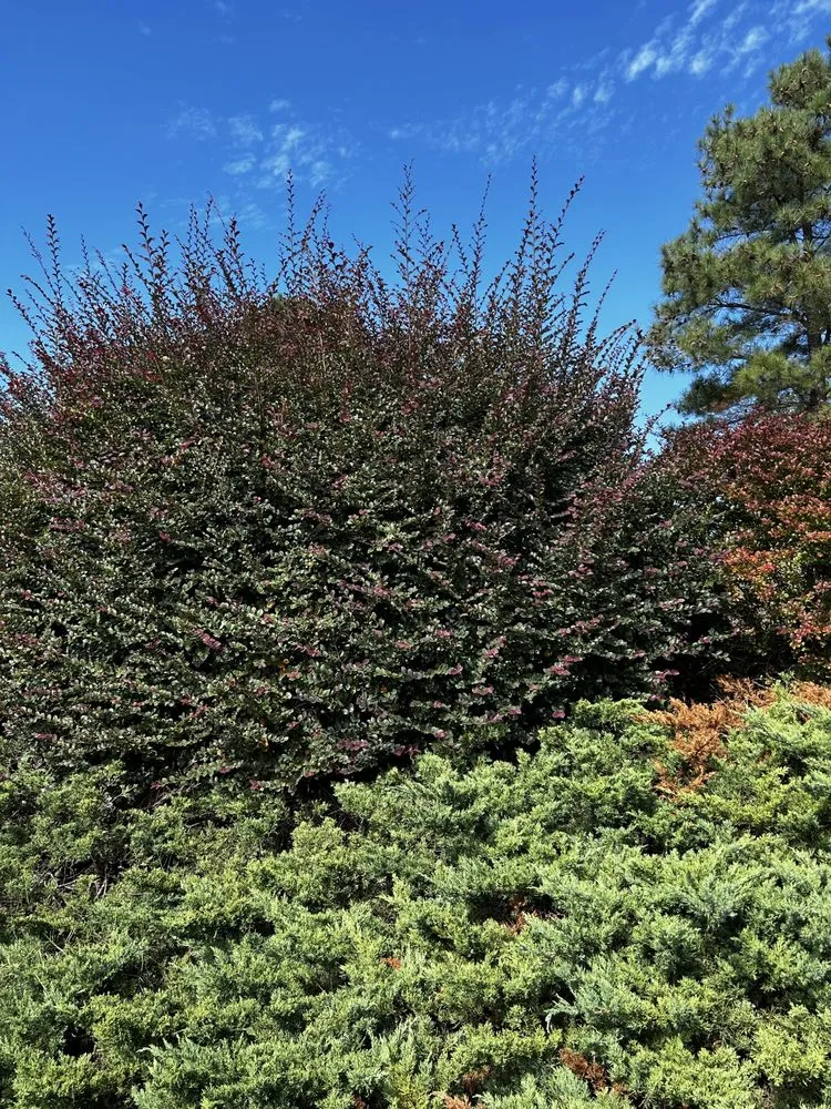 Local garden landscaping experts serving Williamsburg, VA - Geo’s Lawn Services