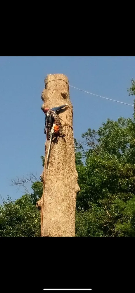 Custom garden landscaping for residential properties in Adelphi, MD by Geovanni JR Tree Services