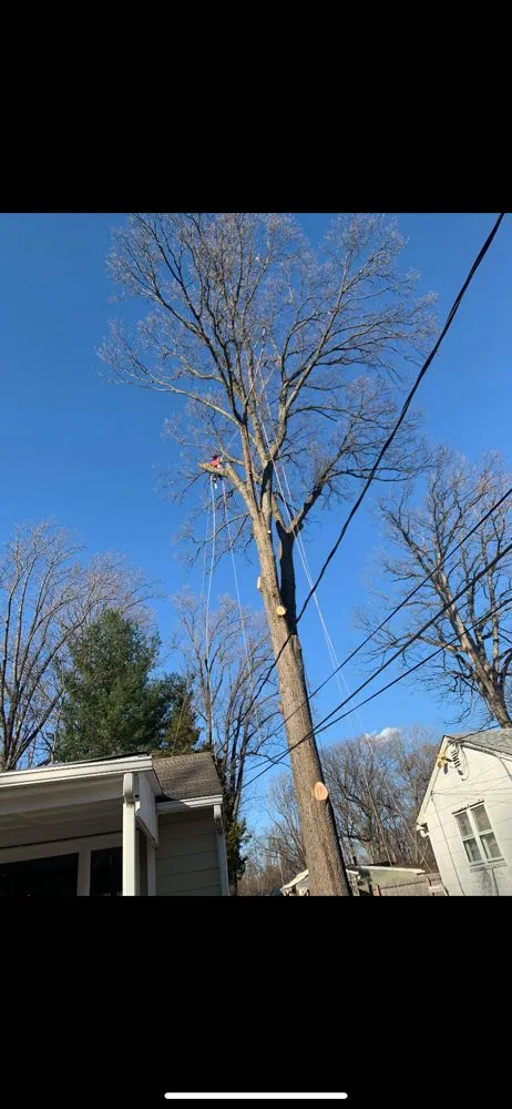 Local yard maintenance for residential properties across Adelphi, MD - Geovanni JR Tree Services