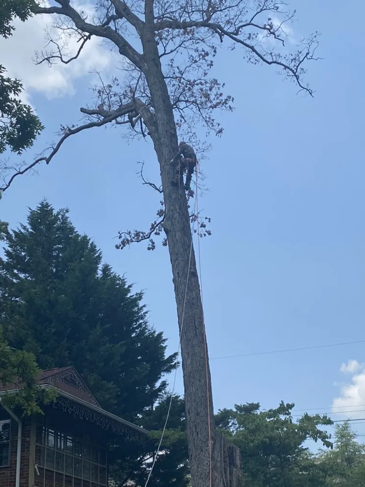 Reliable residential landscaping in Adelphi, MD by Geovanni JR Tree Services