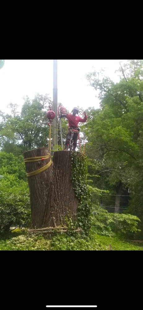 Expert landscape installation experts serving Adelphi, MD - Geovanni JR Tree Services