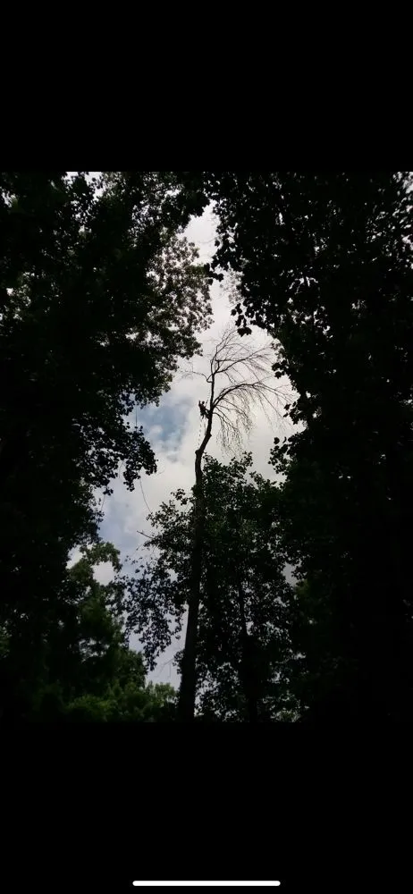 Local yard cleanup service in Adelphi, MD by Geovanni JR Tree Services