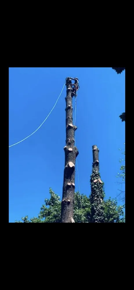 Affordable landscape installation experts serving Adelphi, MD - Geovanni JR Tree Services