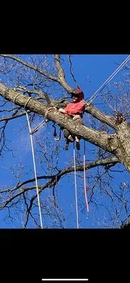 Geovanni JR Tree Services