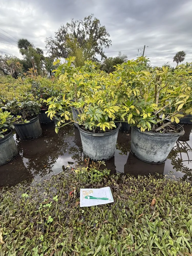 Trusted yard cleanup service in Brandon, FL by Gerald Sperling Landscaping