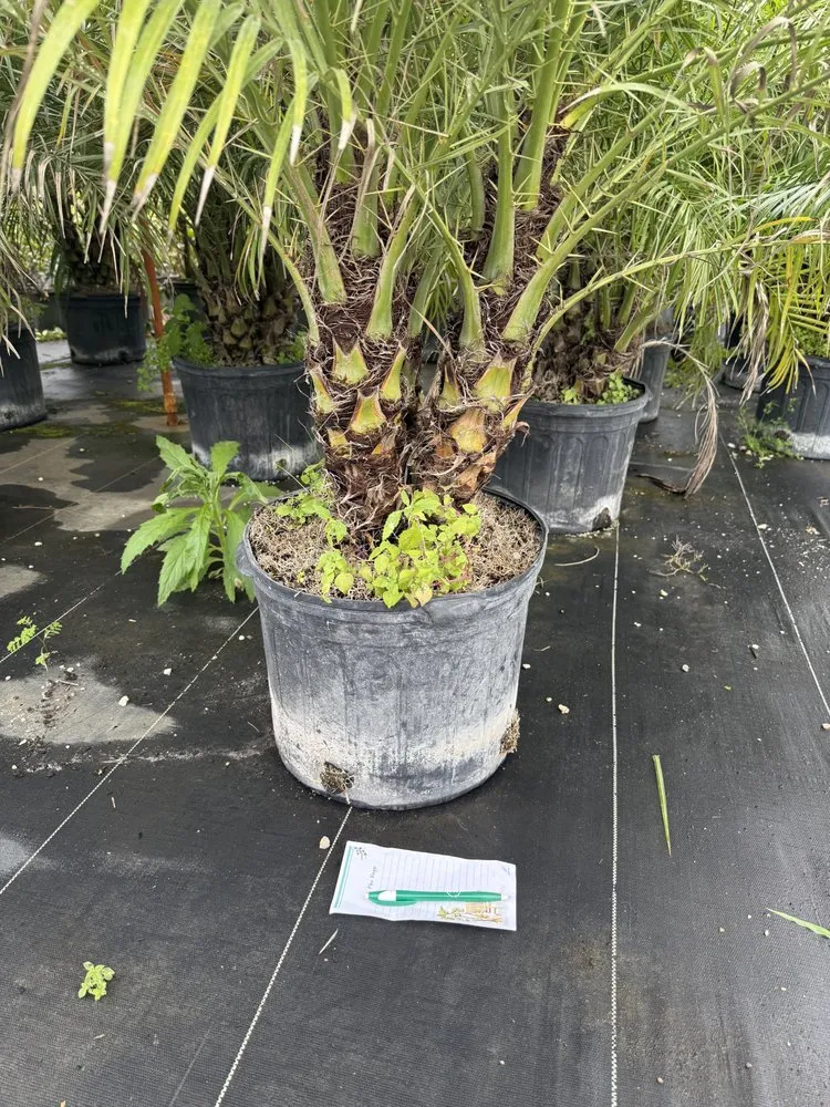 Expert landscaping services in Brandon, FL by Gerald Sperling Landscaping