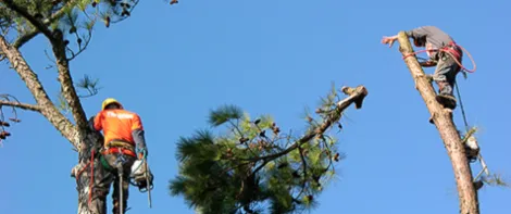 Trusted lawn care service in Bonita Springs, FL - Gerald's Tree Service