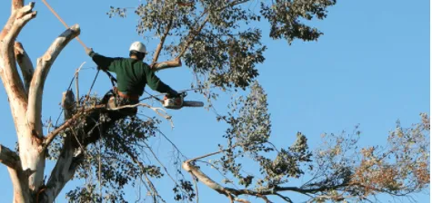 Custom landscape design for beautiful yards across Bonita Springs, FL - Gerald's Tree Service