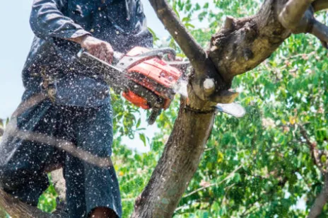 Trusted outdoor landscaping experts serving Bonita Springs, FL - Gerald's Tree Service