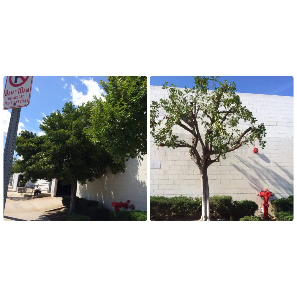 Affordable outdoor landscaping for homes across Santa Clarita, CA - Gerardo Landscape