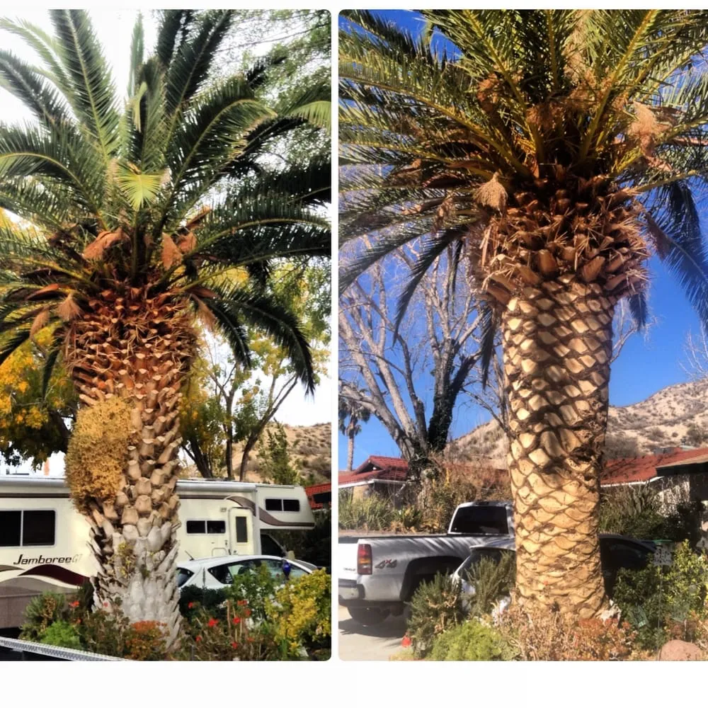 Local yard maintenance in Santa Clarita, CA - Gerardo Landscape