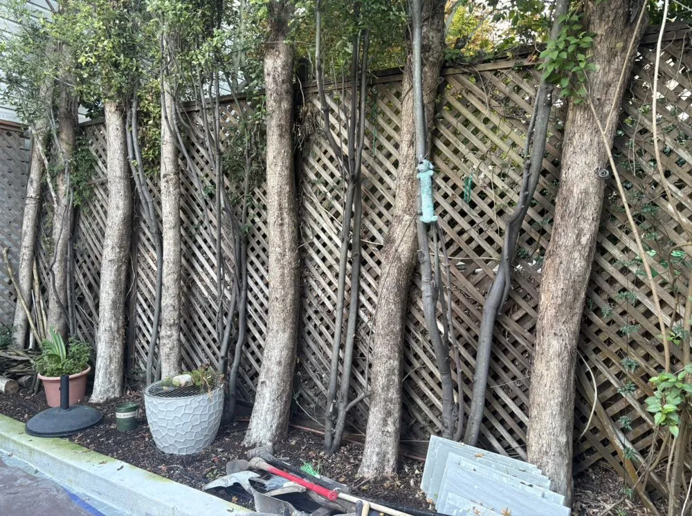 Top-rated lawn care service in San Francisco, CA by Gerardo Mariona