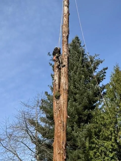 Professional lawn mowing service experts serving Gresham, OR - Gerardo's Tree Services