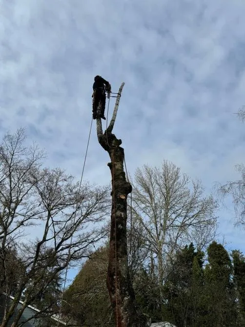 Expert yard maintenance near you across Gresham, OR - Gerardo's Tree Services