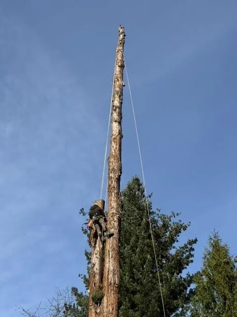 Expert outdoor landscaping in Gresham, OR by Gerardo's Tree Services