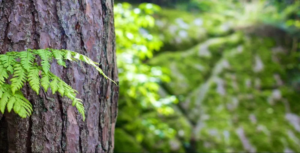 Top-rated outdoor landscaping in Gresham, OR - Gerardo's Tree Services