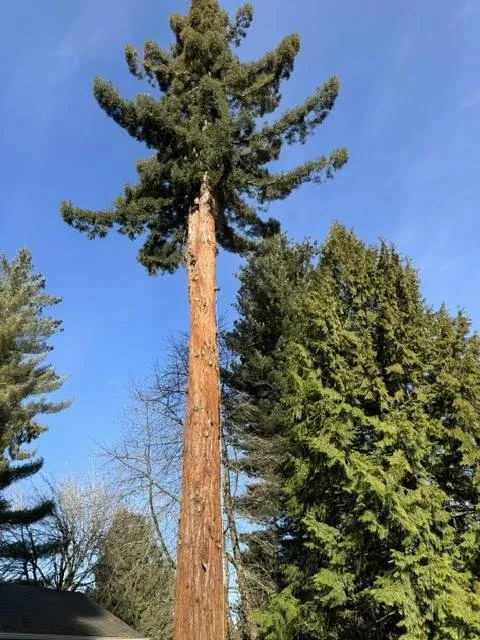 Local landscaping services for beautiful yards in Gresham, OR by Gerardo's Tree Services